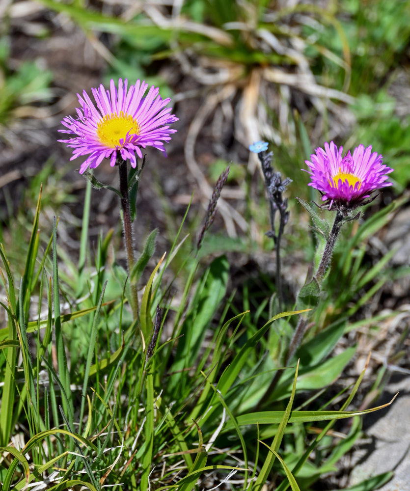 Image of Erigeron venustus specimen.