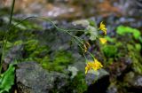 genus Hieracium. Верхушка растения с общим соцветием. Грузия, Самцхе-Джавахети, окр. монастыря Мцване, каменистый берег ручья. 12.06.2023.