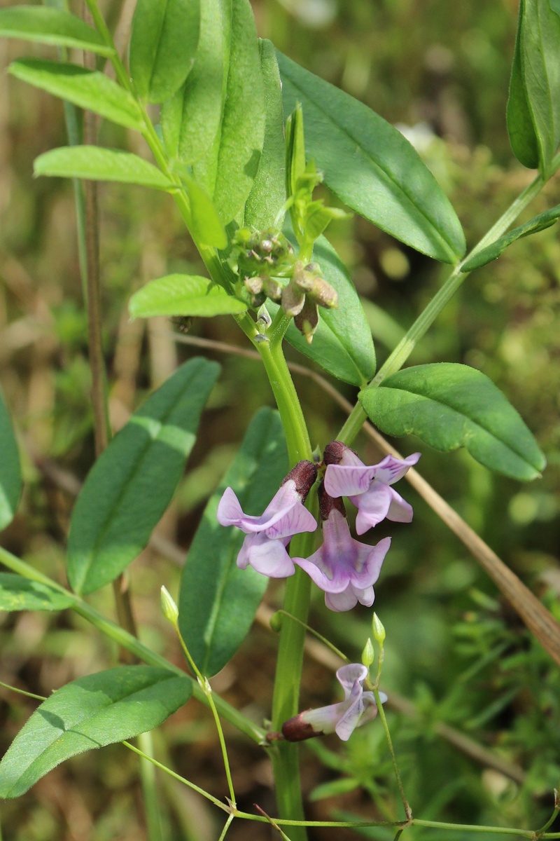 Image of Vicia sepium specimen.