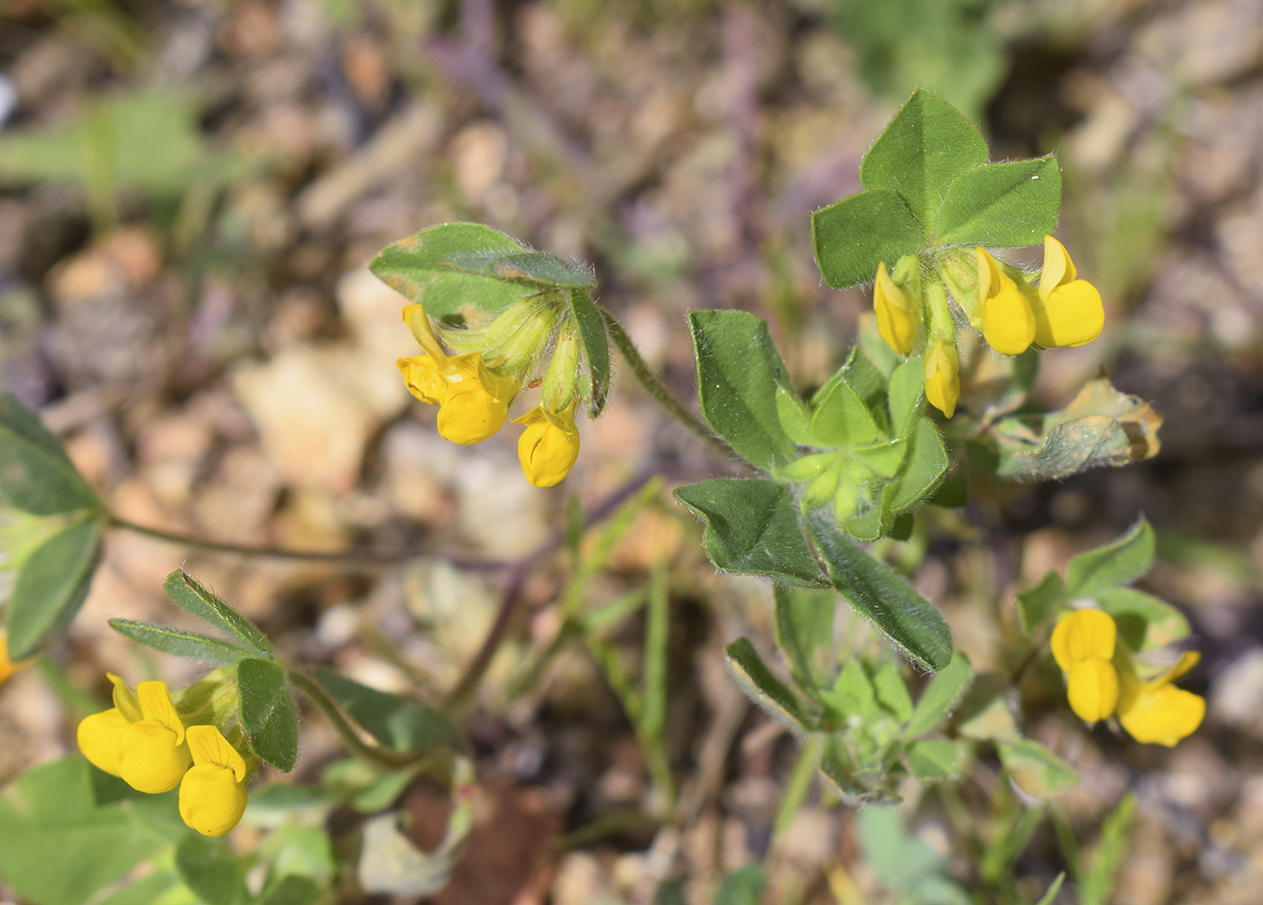 Изображение особи Lotus ornithopodioides.