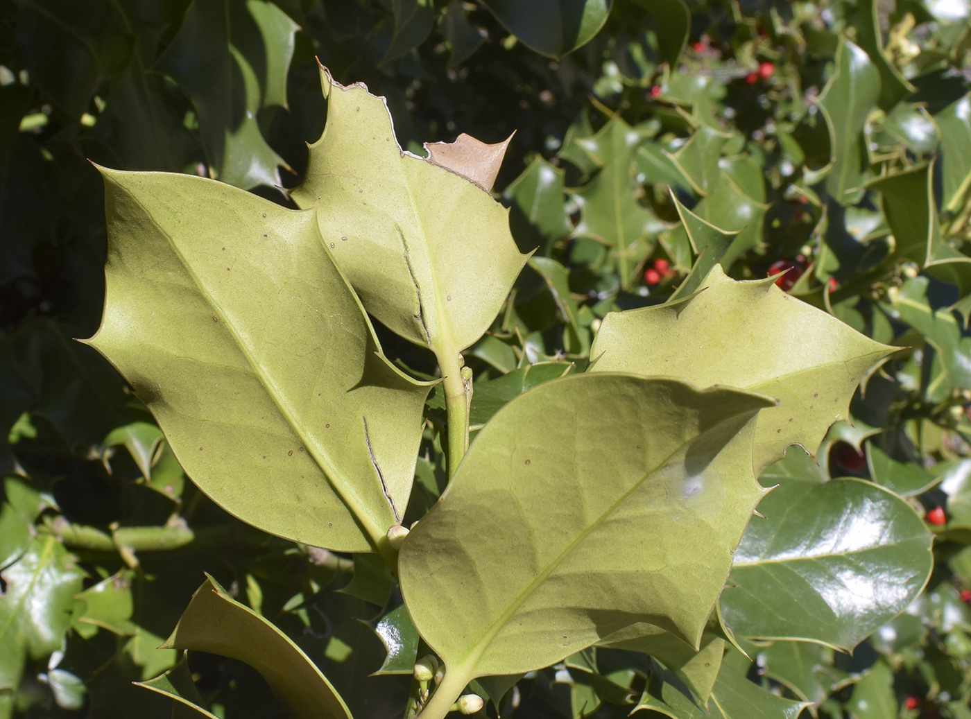 Image of Ilex aquifolium specimen.