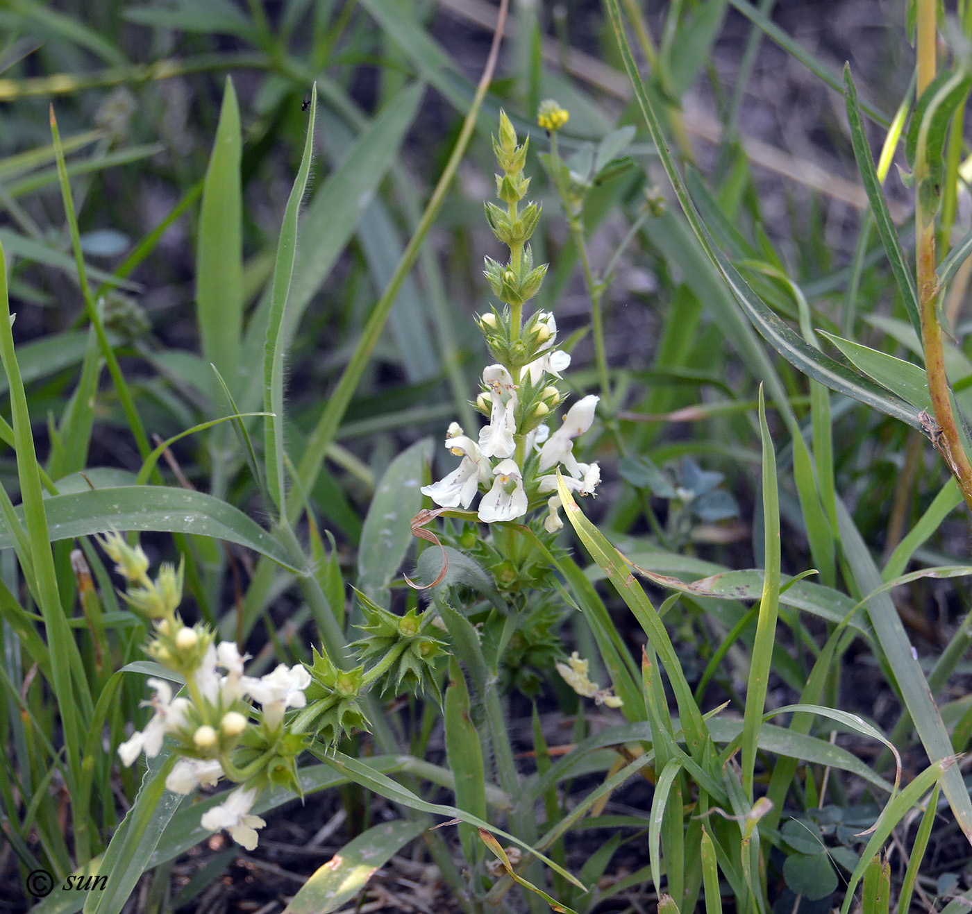 Изображение особи Stachys recta.