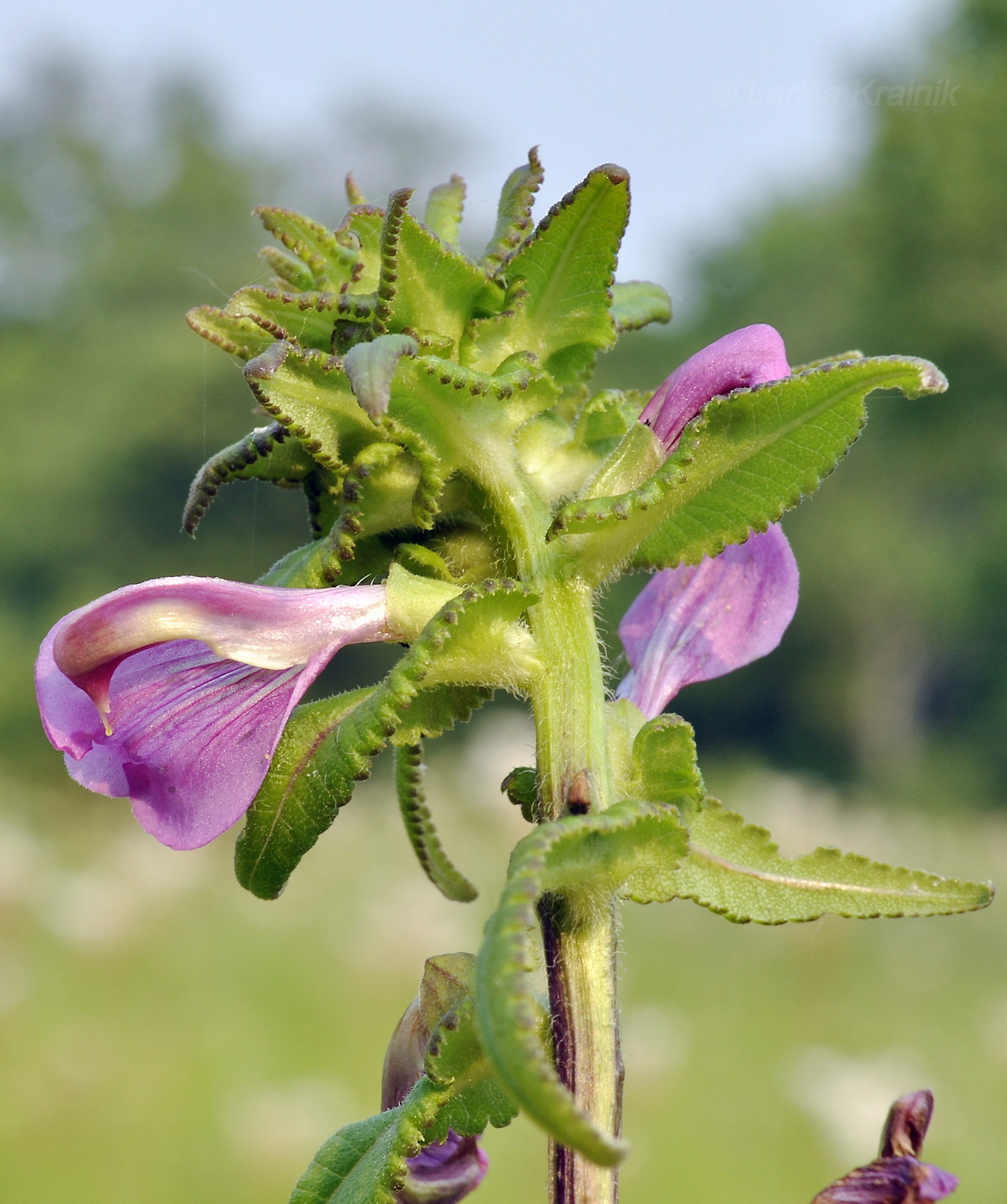 Изображение особи Pedicularis resupinata.