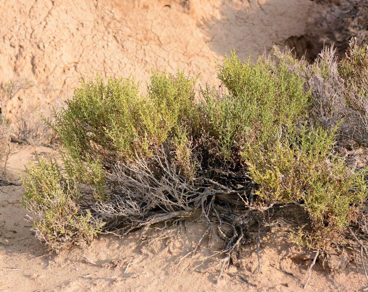 Image of Kalidium foliatum specimen.