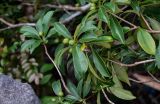 Pittosporum heterophyllum. Верхушки ветвей с соплодиями. Китай, Гуанси-Чжуанский автономный р-н, г. Яншо, широколиственный лес, каменистый склон. 03.06.2024.