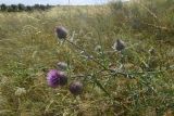 Cirsium polonicum