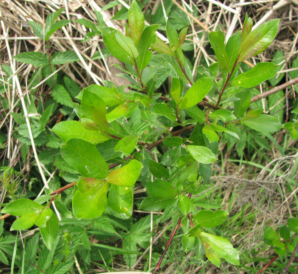 Image of Salix starkeana specimen.