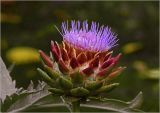 Cynara scolymus