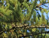 Смотреть изображение Cupressus macrocarpa