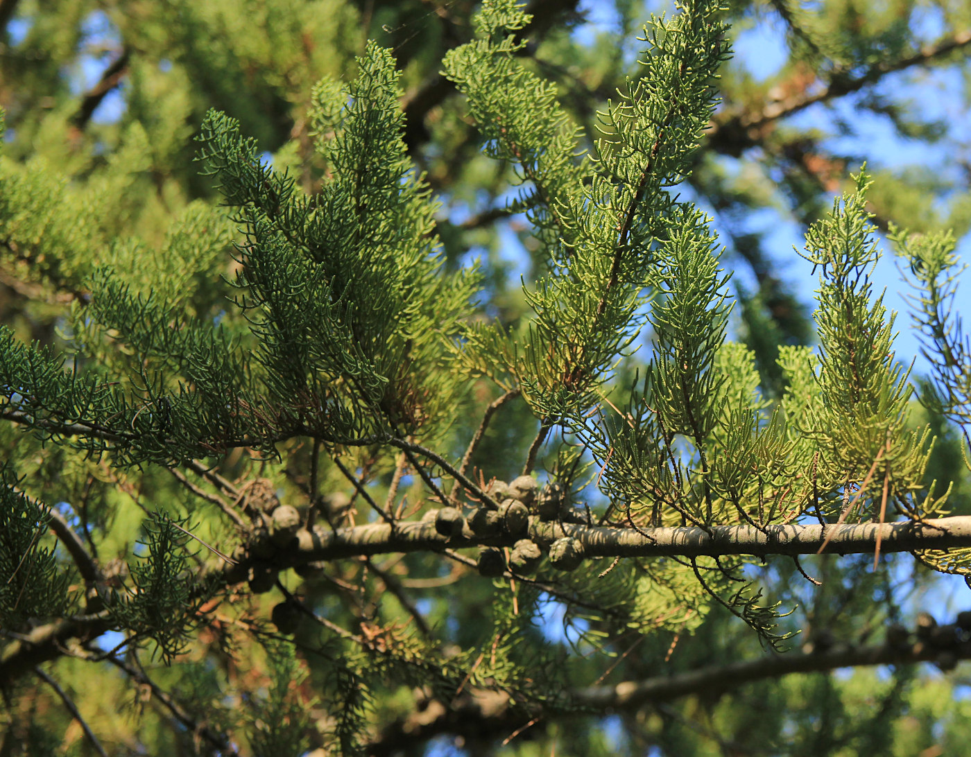 Image of Cupressus macrocarpa specimen.