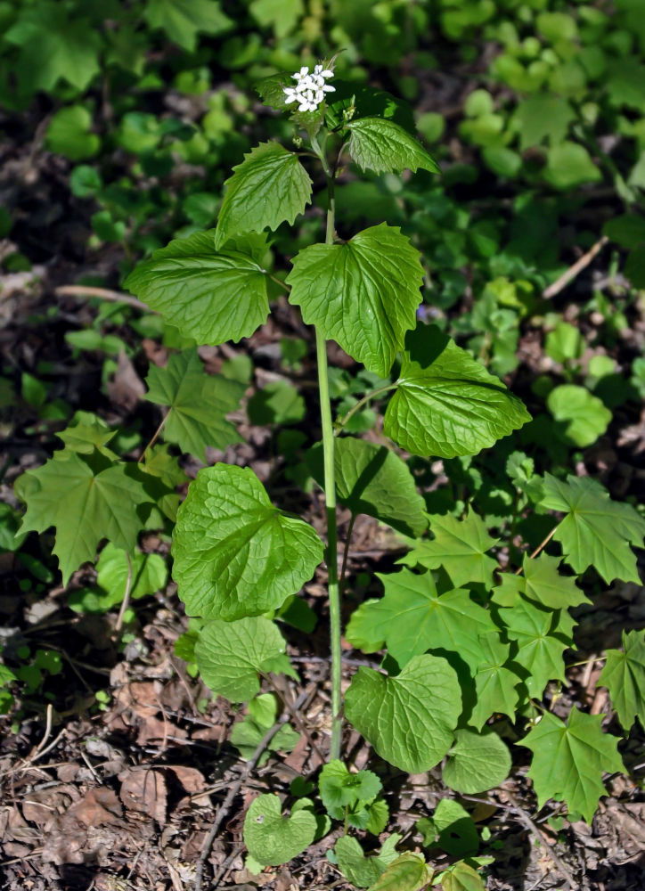 Image of Alliaria petiolata specimen.