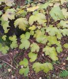 Viburnum opulus