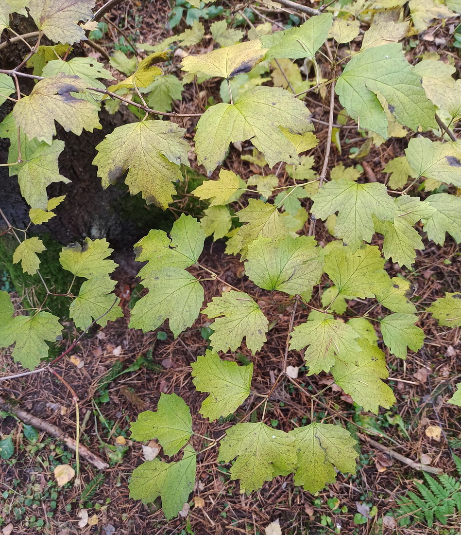 Image of Viburnum opulus specimen.