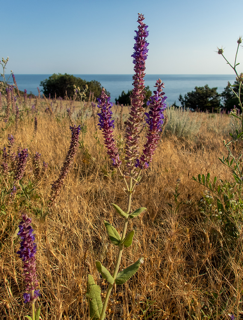 Изображение особи Salvia tesquicola.