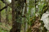 Campanula rotundifolia. Отцветшее растение. Свердловская обл., Красноуфимский округ, Саргаинский сельский совет, окр. пос. Саргая, сосновый бор на вершине прибрежного холма, в моховой подушке на скальном останце. 19 августа 2023 г.