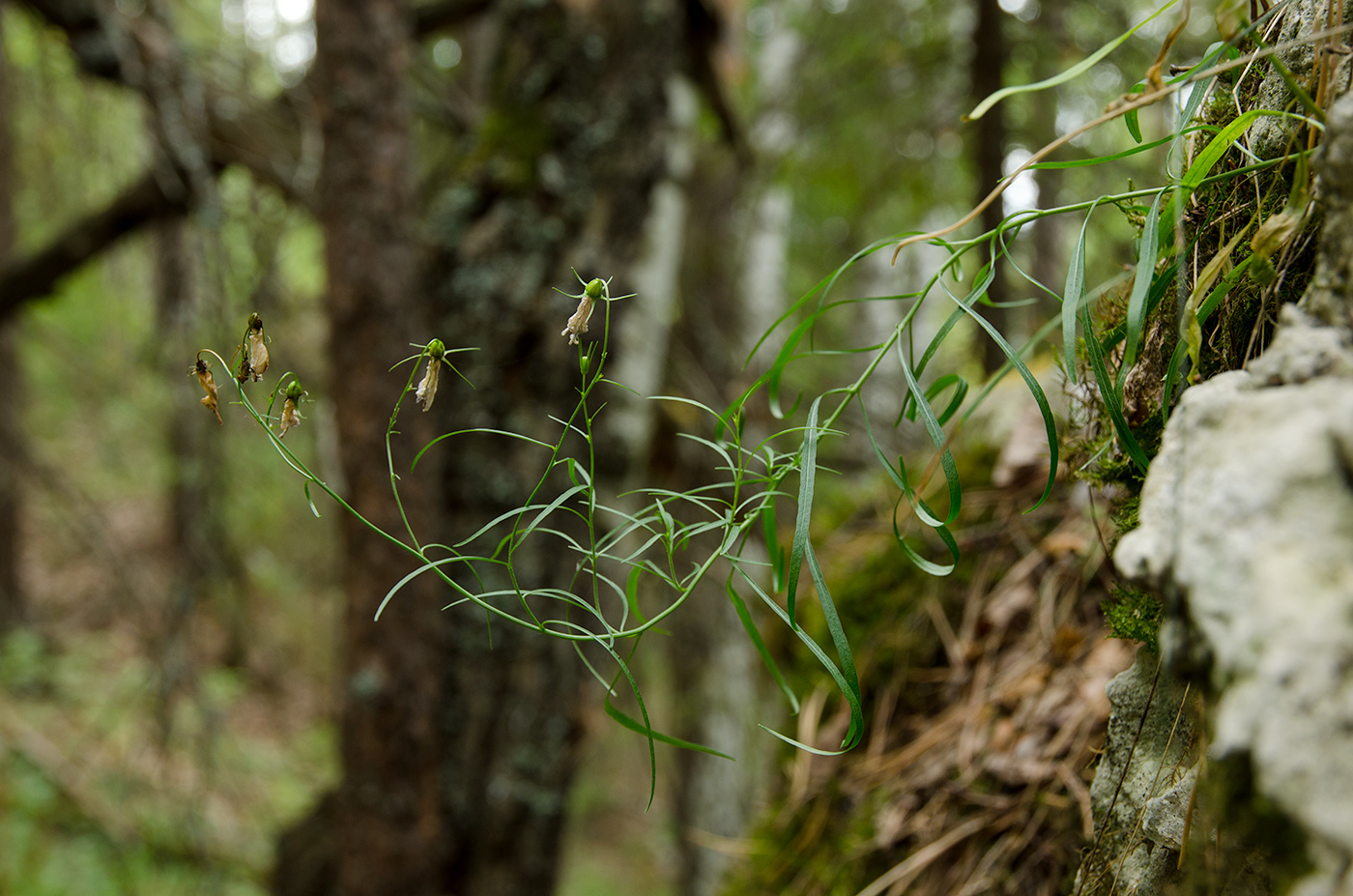 Image of Campanula rotundifolia specimen.