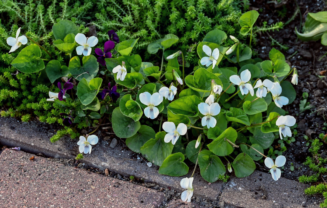 Image of Viola sororia specimen.