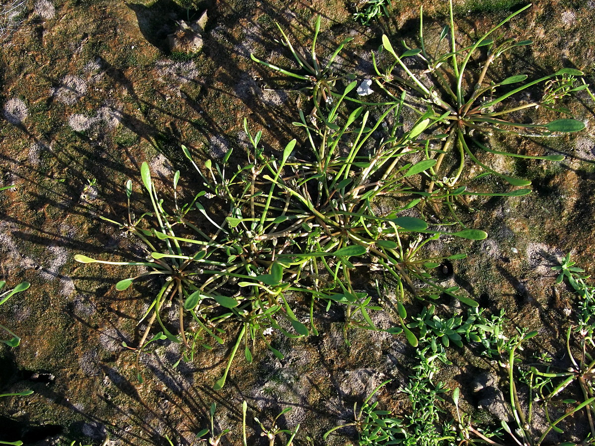 Image of Limosella aquatica specimen.