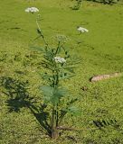 Sium latifolium. Цветущее растение. Ульяновская обл., Мелекесский р-н, окр. пос. Стар. Малыкла, пойма р. Б. Черемшан, край обмелевшей старицы. 19.08.2023.