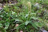 Pedicularis pubiflora. Цветущее растение. Казахстан, Тянь-Шань, хр. Заилийский Алатау, Малое Алматинское ущ., пер. Талгар, ≈ 3200 м н.у.м., альпийский луг на склоне. 25 июля 2024 г.