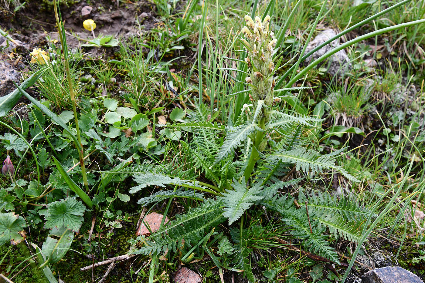 Изображение особи Pedicularis pubiflora.