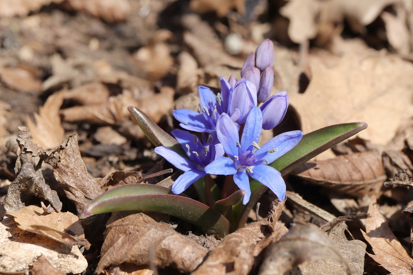 Image of Scilla bifolia specimen.