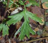 Artemisia vulgaris