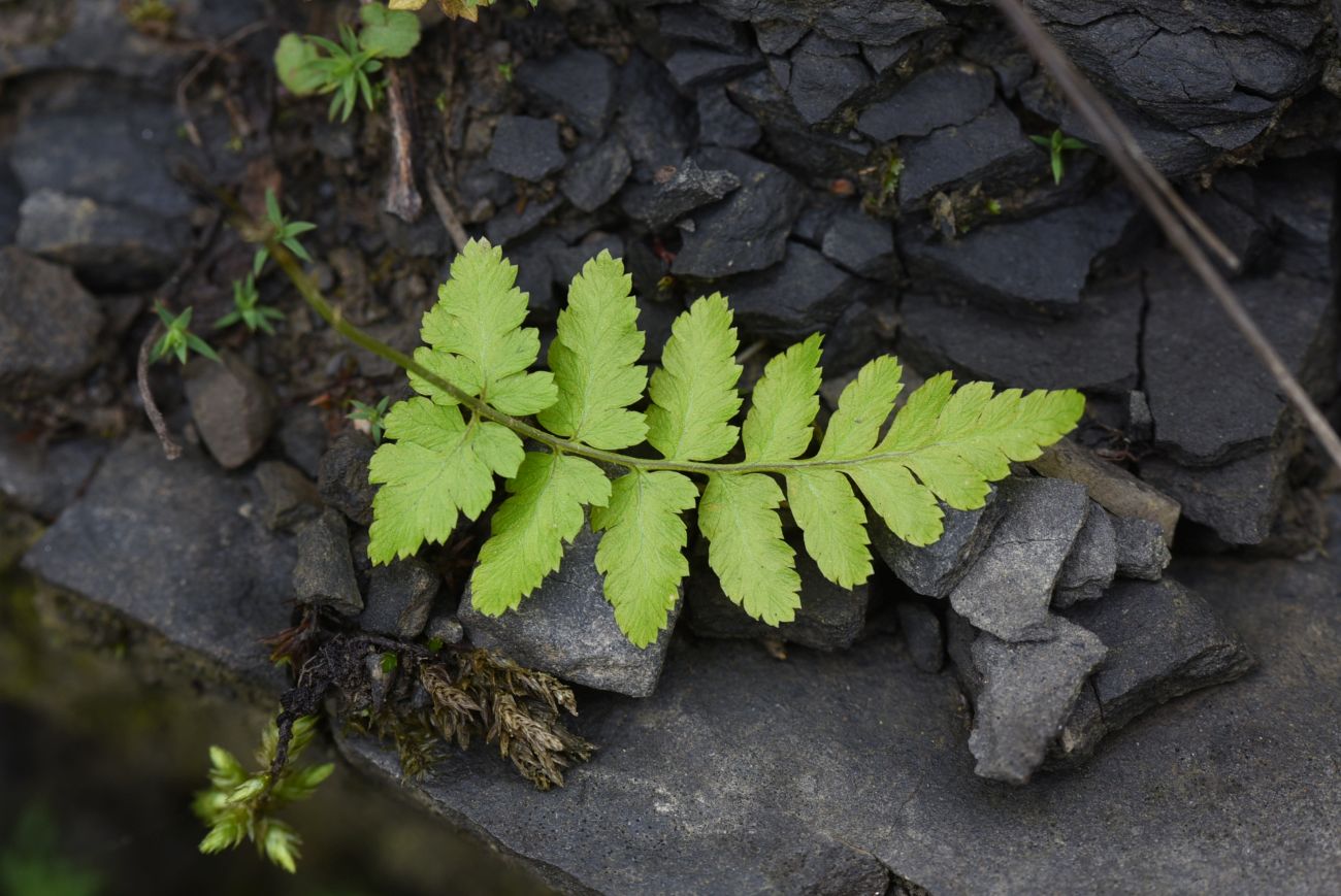 Image of genus Dryopteris specimen.
