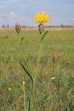View full-size image Chartolepis intermedia