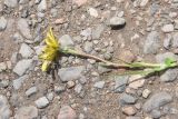 View full-size image genus Tragopogon