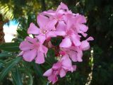 Nerium oleander. Соцветие. Турецкая Республика, пров. Анталья, г. Кемер (Türkiye Cumhuriyeti, il Antalya, Kemer); в озеленении вдоль дорог. 09.06.2009.