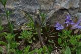 View full-size image genus Phelipanche