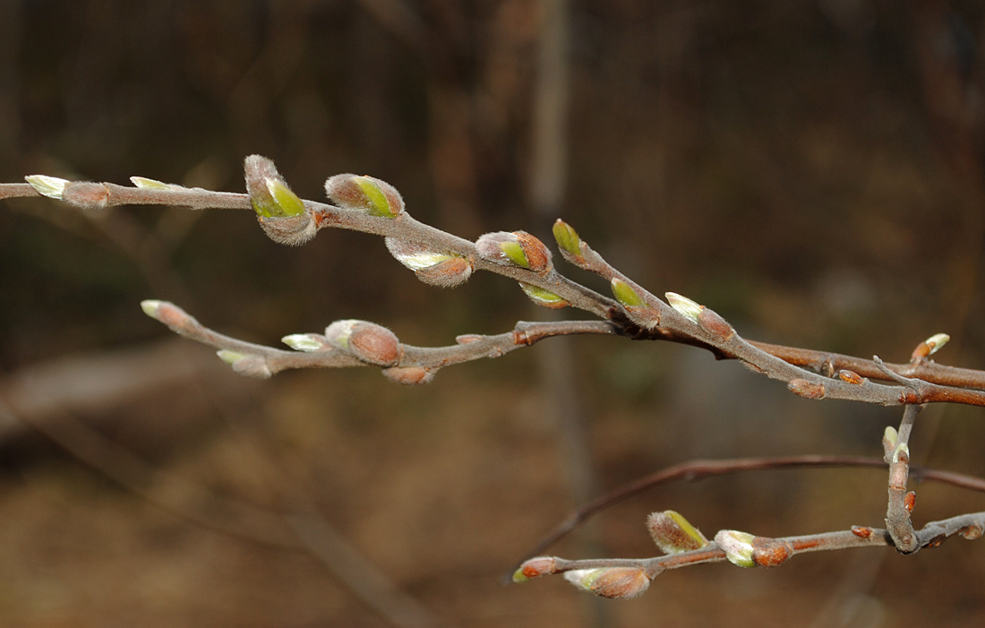 Image of Salix borealis specimen.