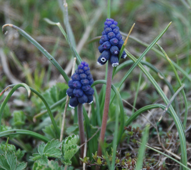 Изображение особи Muscari neglectum.