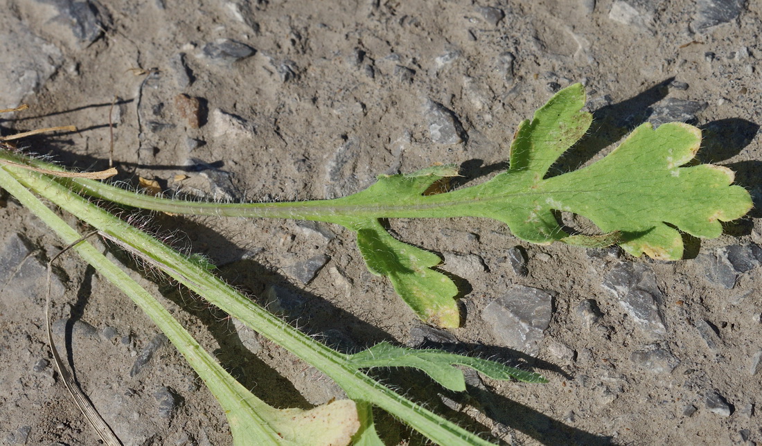 Изображение особи Papaver stevenianum.