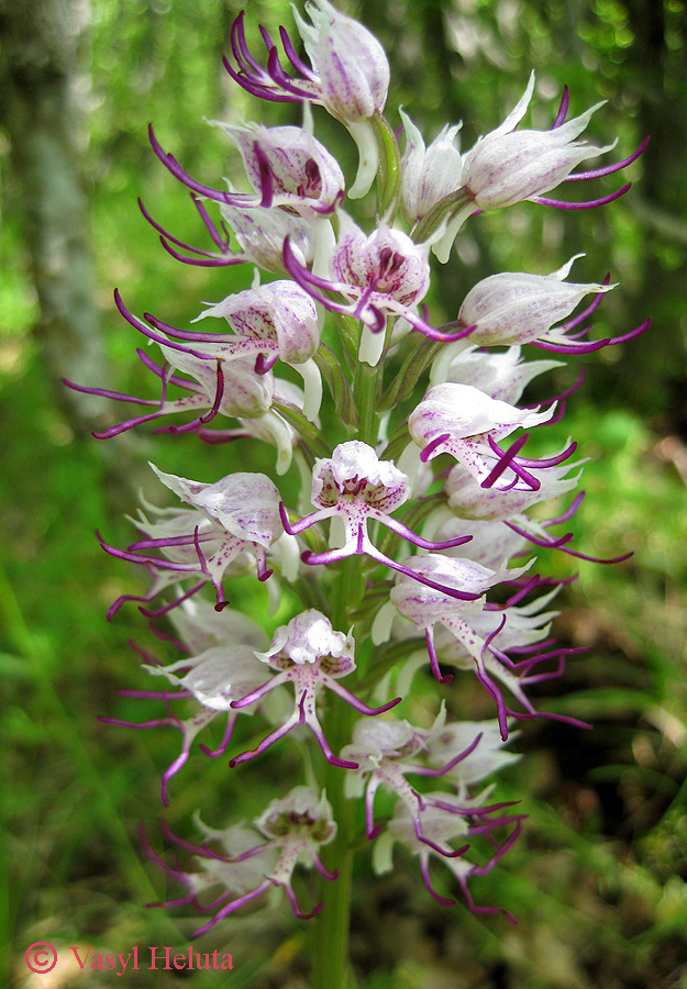 Изображение особи Orchis simia.