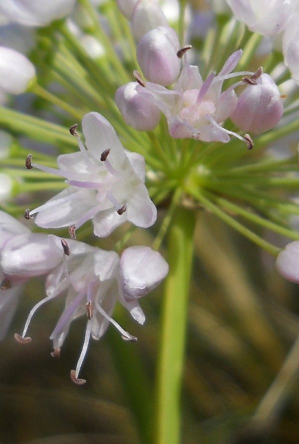 Image of Allium nutans specimen.