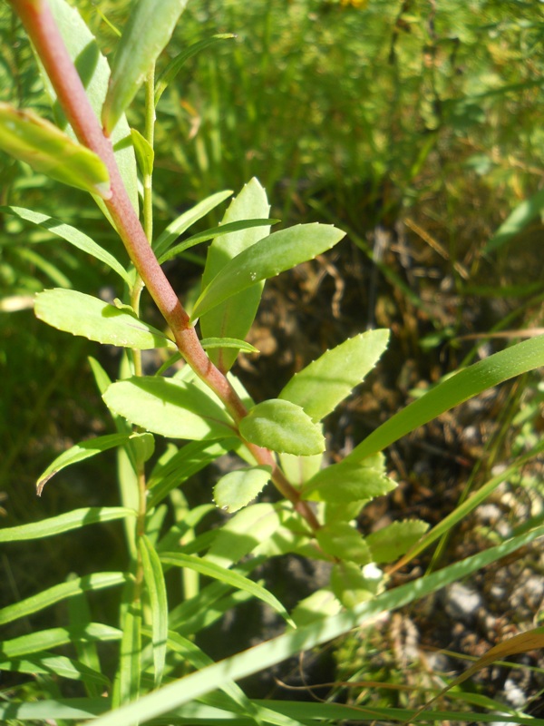 Image of Hylotelephium triphyllum specimen.