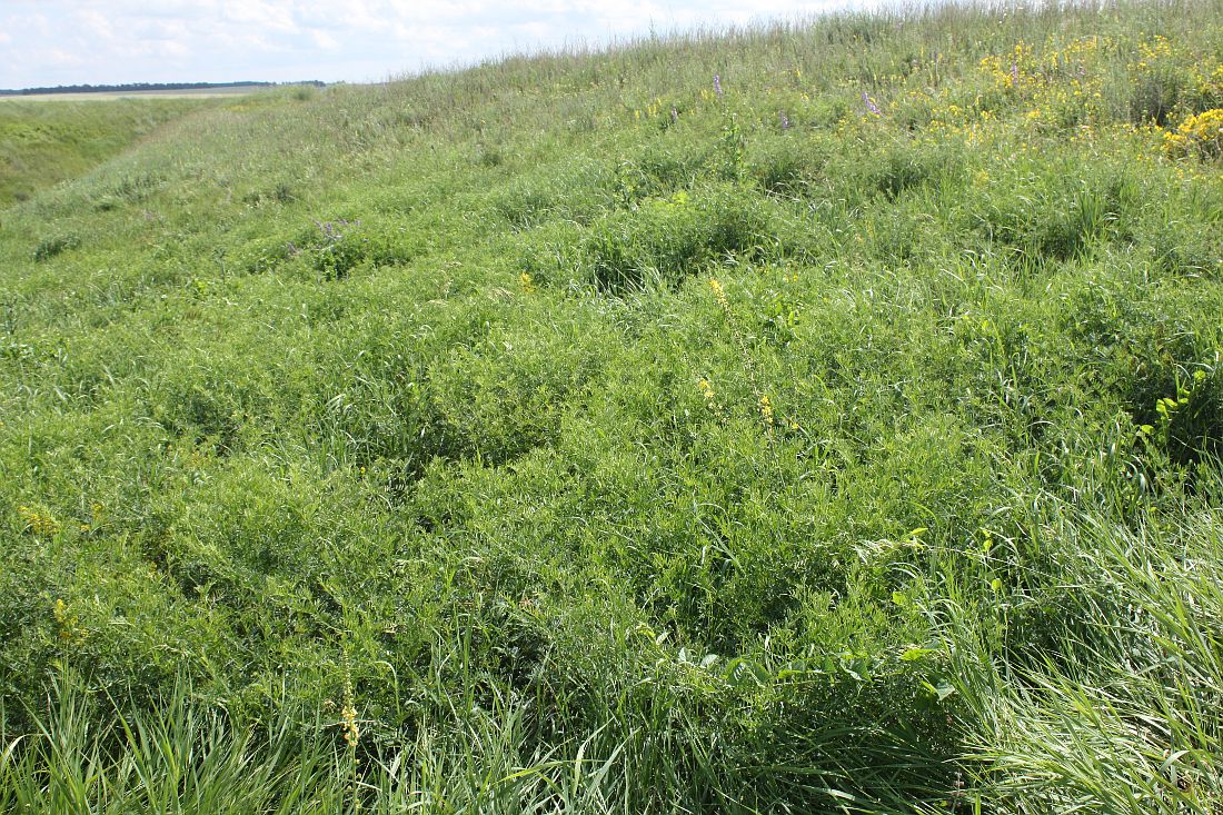 Изображение особи Vicia tenuifolia.