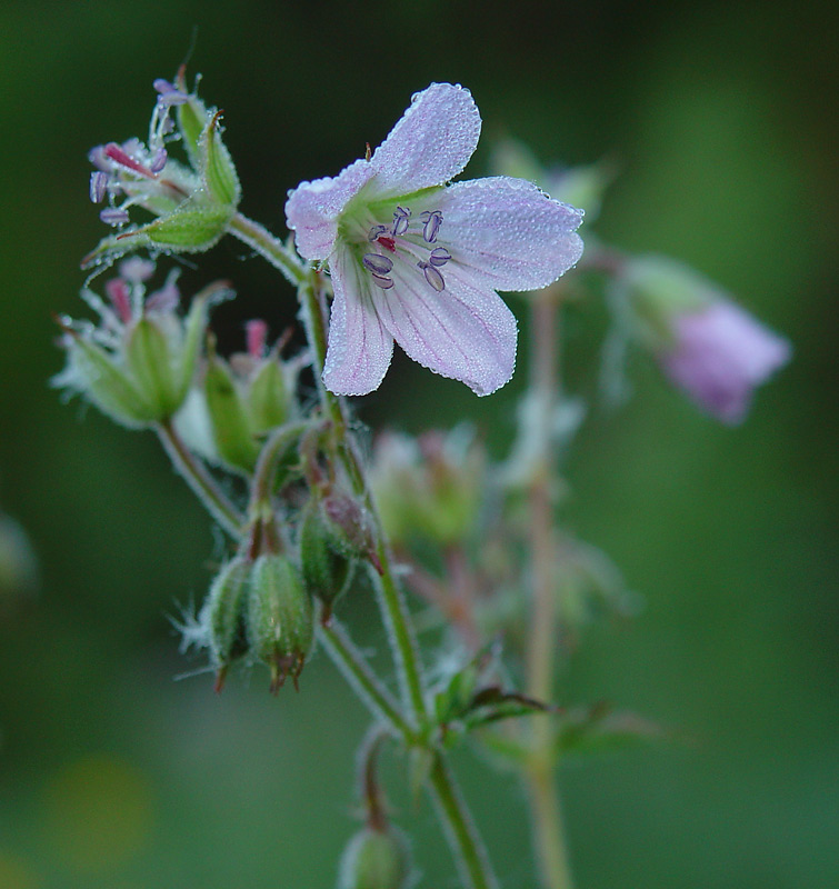 Image of Geranium sylvaticum specimen.