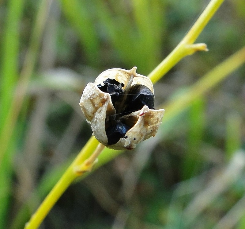 Image of Anthericum ramosum specimen.