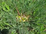 View full-size image Astragalus pubiflorus