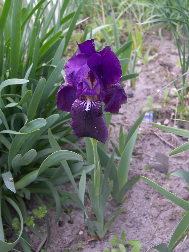 Image of Iris lutescens specimen.