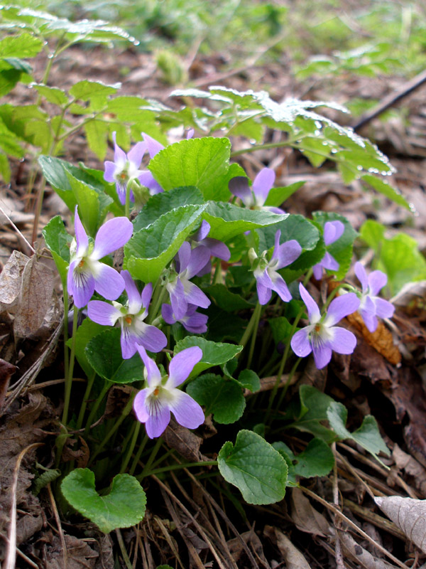 Image of Viola suavis specimen.