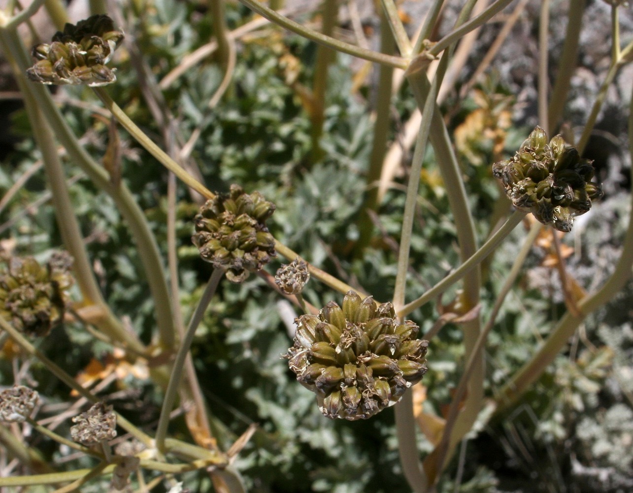 Image of Hymenolaena badachschanica specimen.