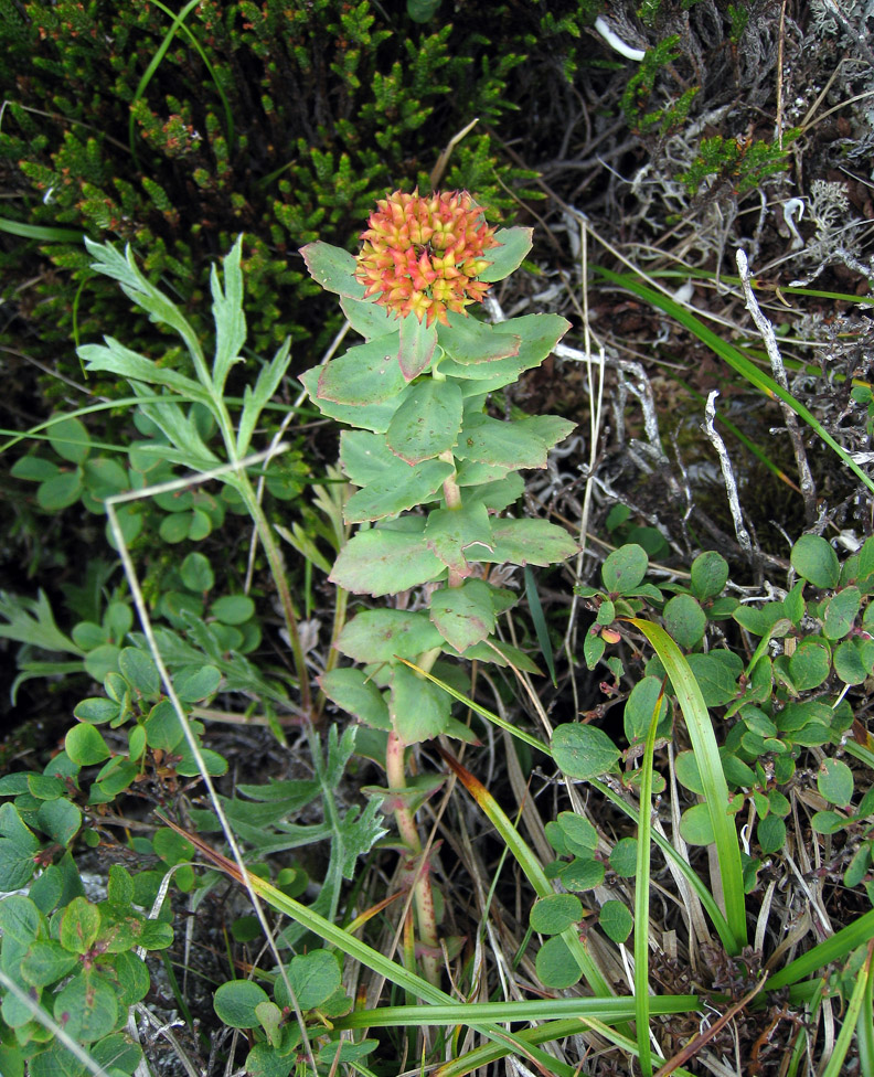 Изображение особи Rhodiola rosea.