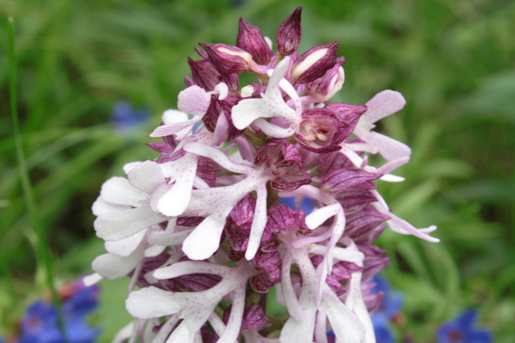 Image of Orchis purpurea ssp. caucasica specimen.