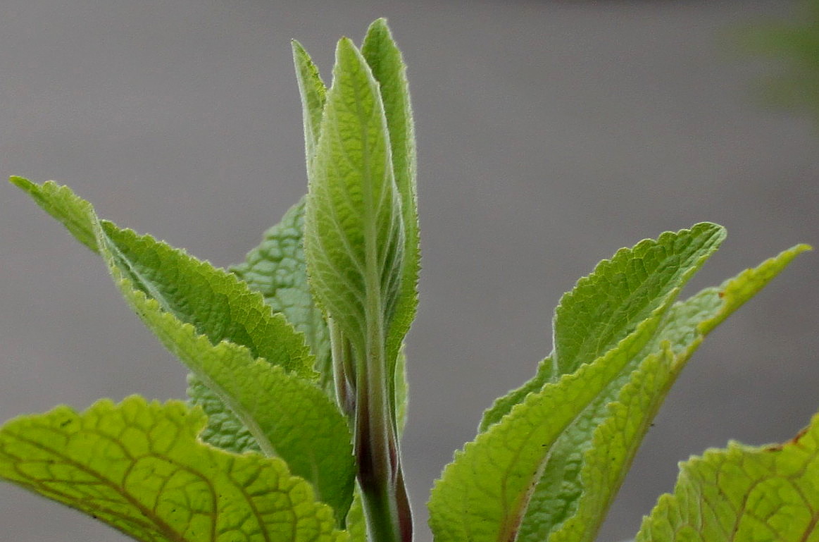 Image of Digitalis purpurea specimen.