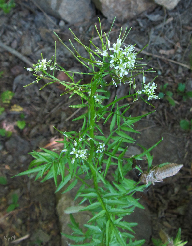 Image of Cardamine impatiens specimen.