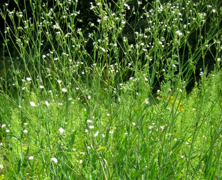 Изображение особи Gypsophila scorzonerifolia.